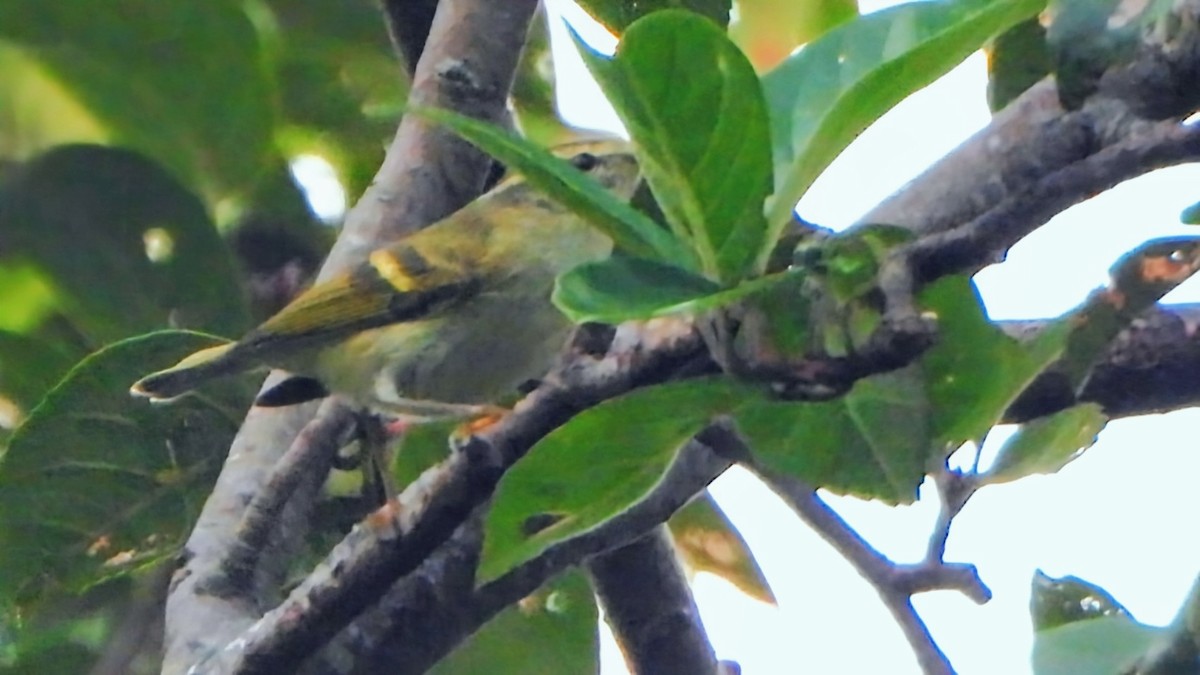 チャバネムシクイ - ML645770627