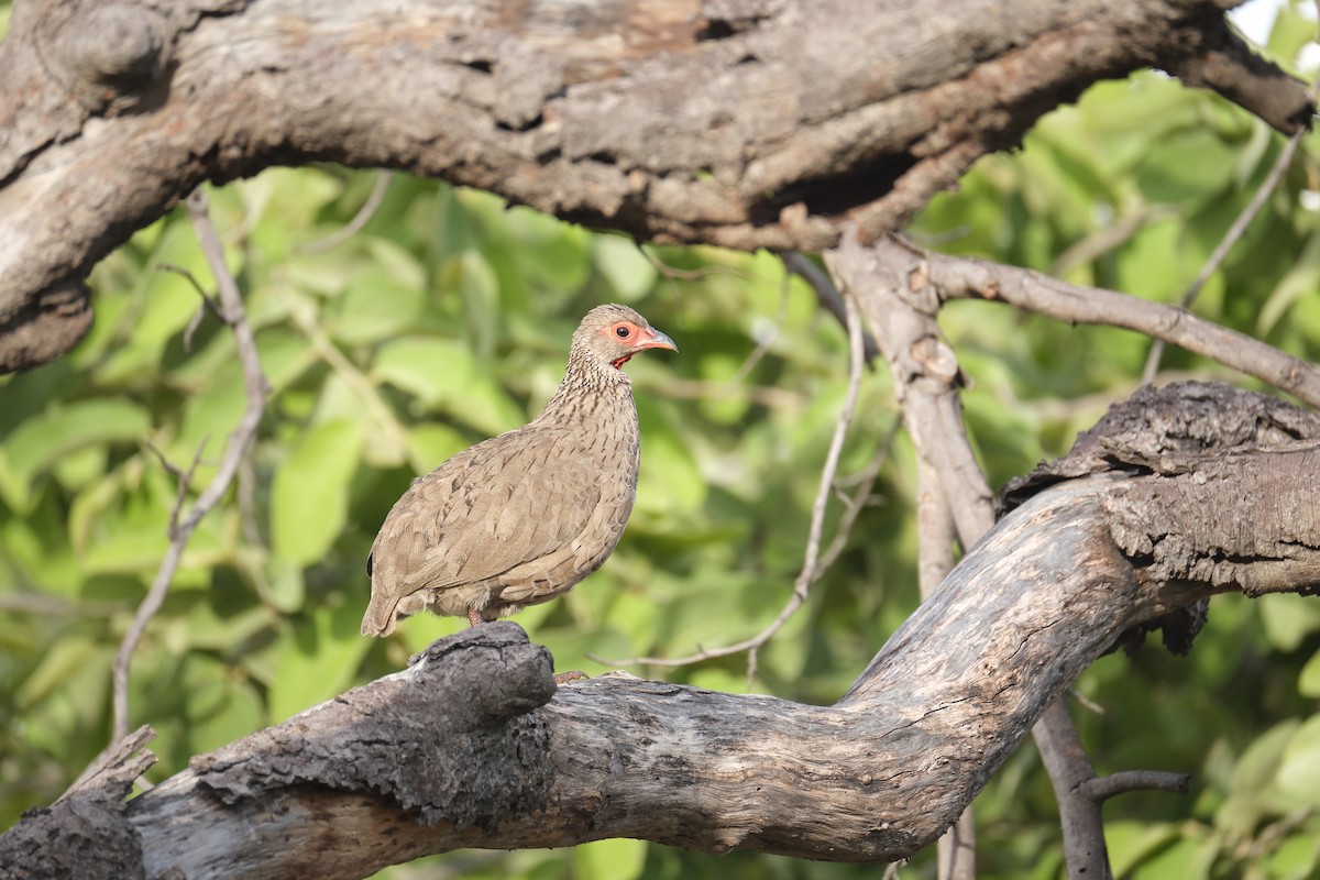 Swainson's Spurfowl - ML645770632