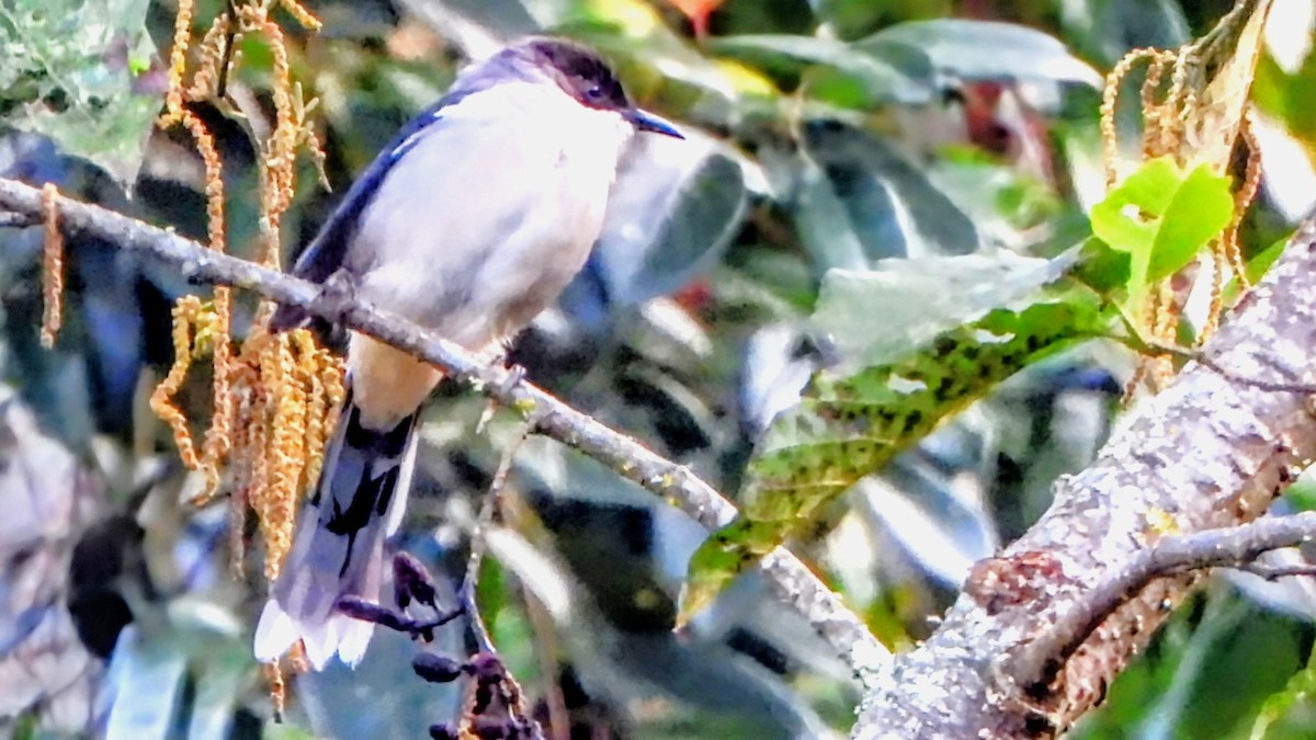 Gray Sibia - ML645770633