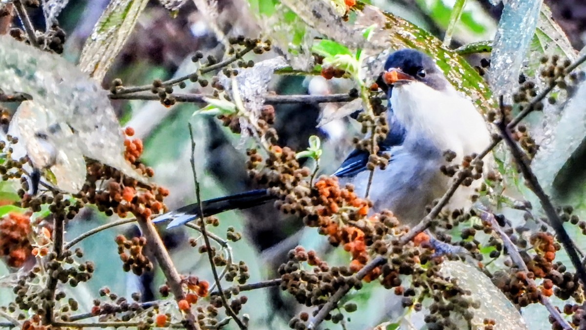 Gray Sibia - ML645770634