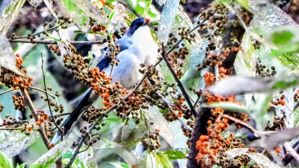 Gray Sibia - ML645770635