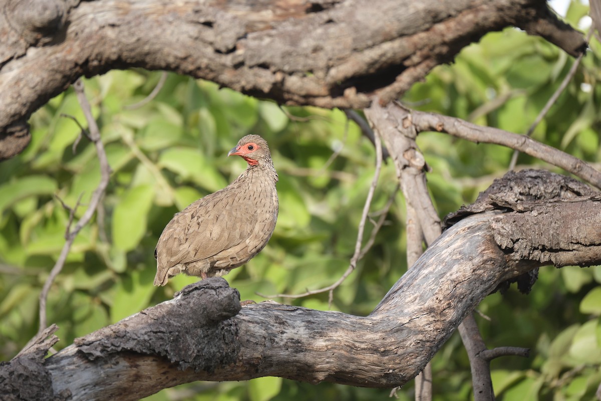 Swainson's Spurfowl - ML645770636