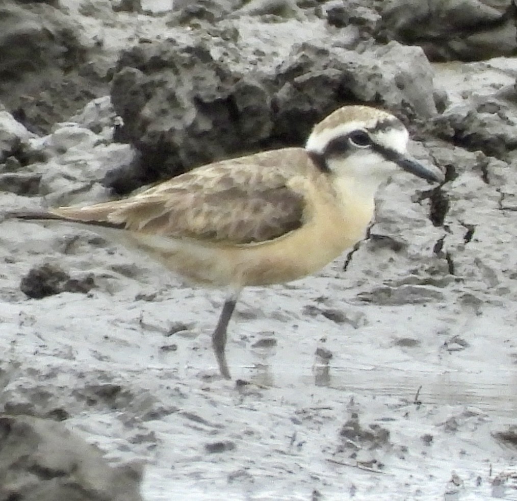 Kittlitz's Plover - ML645770637