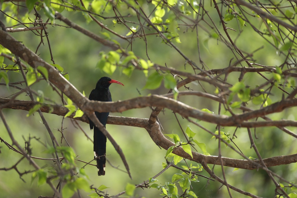Green Woodhoopoe - ML645770638