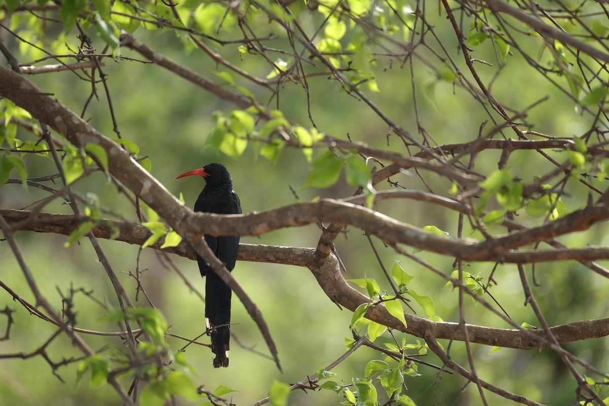 Green Woodhoopoe - ML645770641