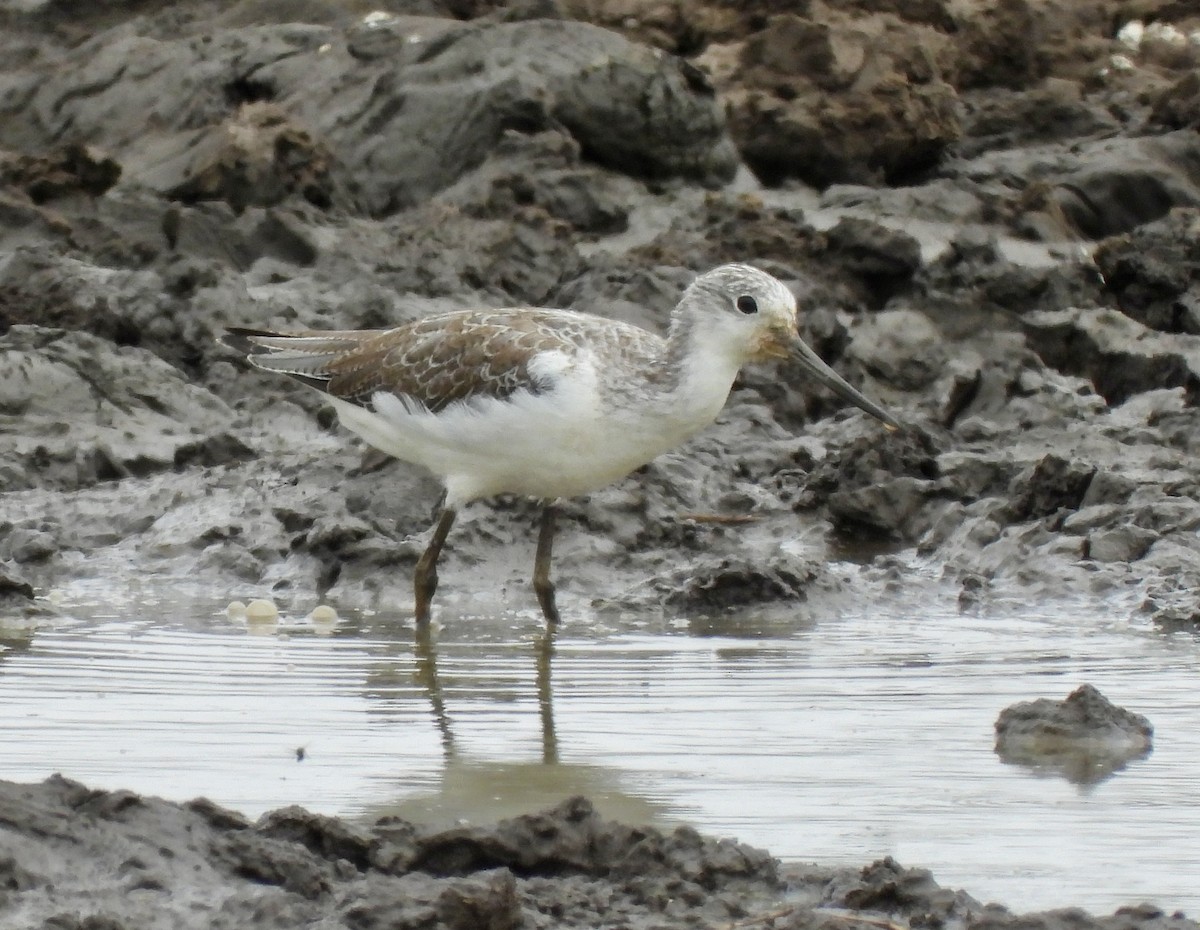 Common Greenshank - ML645770643