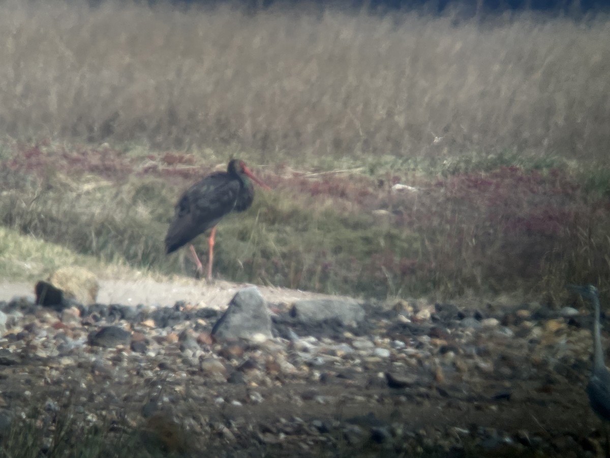 Black Stork - ML645770645