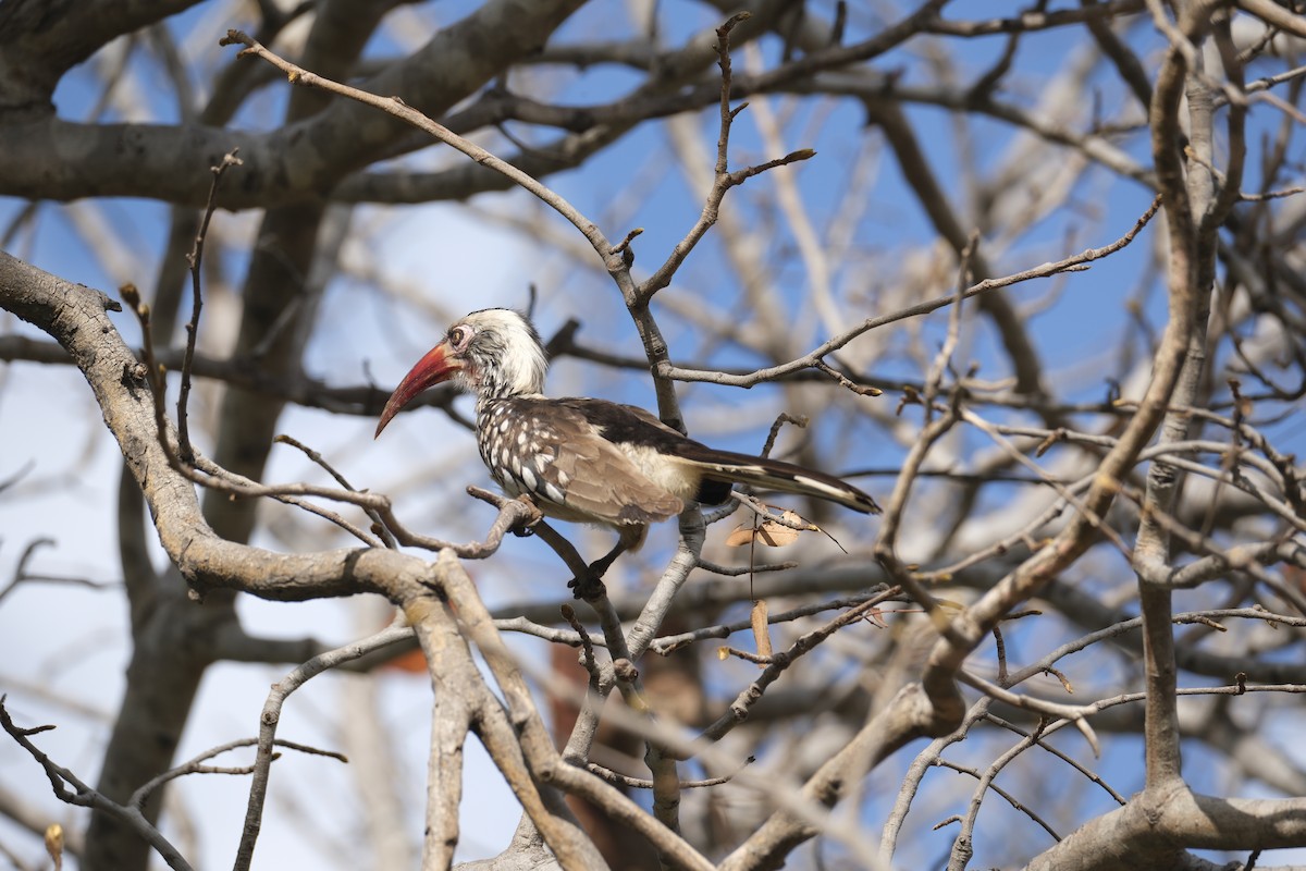Southern Red-billed Hornbill - ML645770646