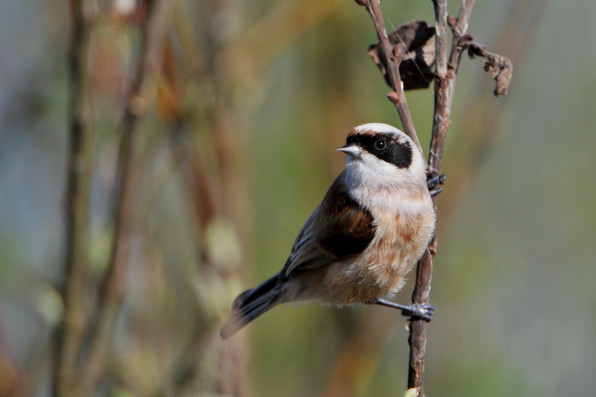 Eurasian Penduline-Tit - ML645770647