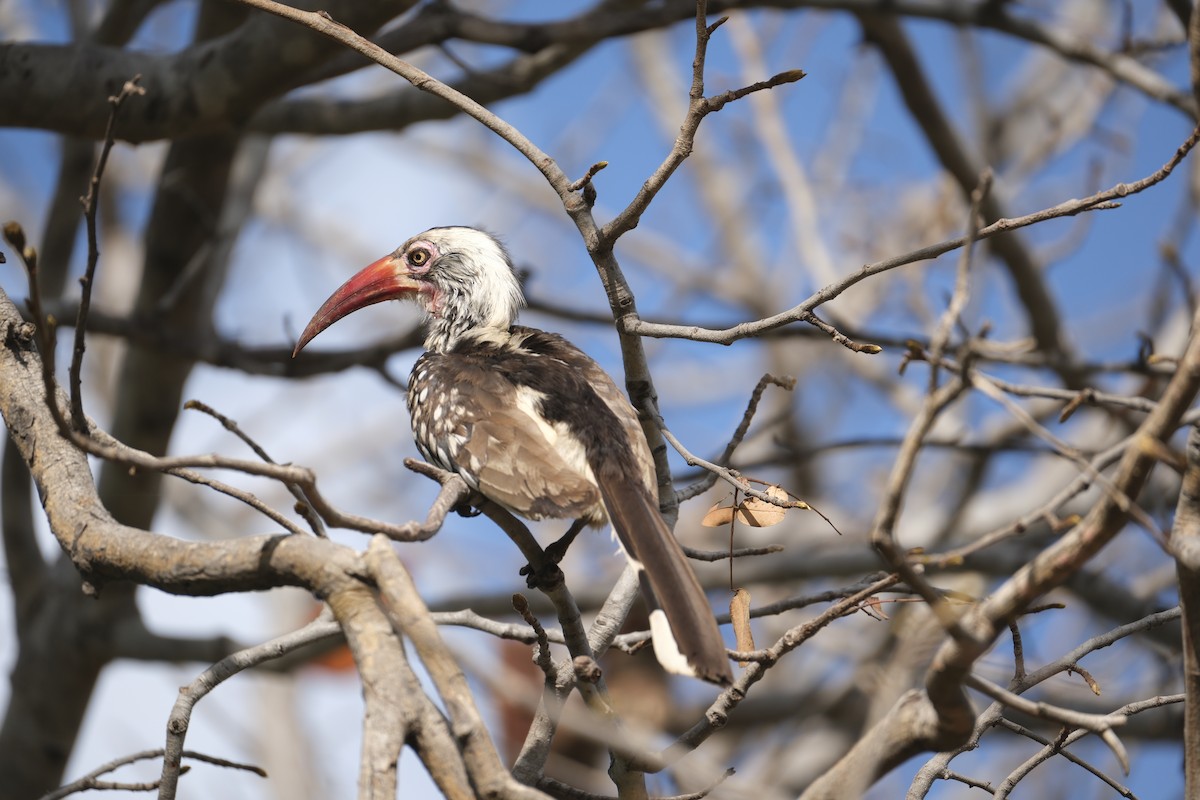 Southern Red-billed Hornbill - ML645770648