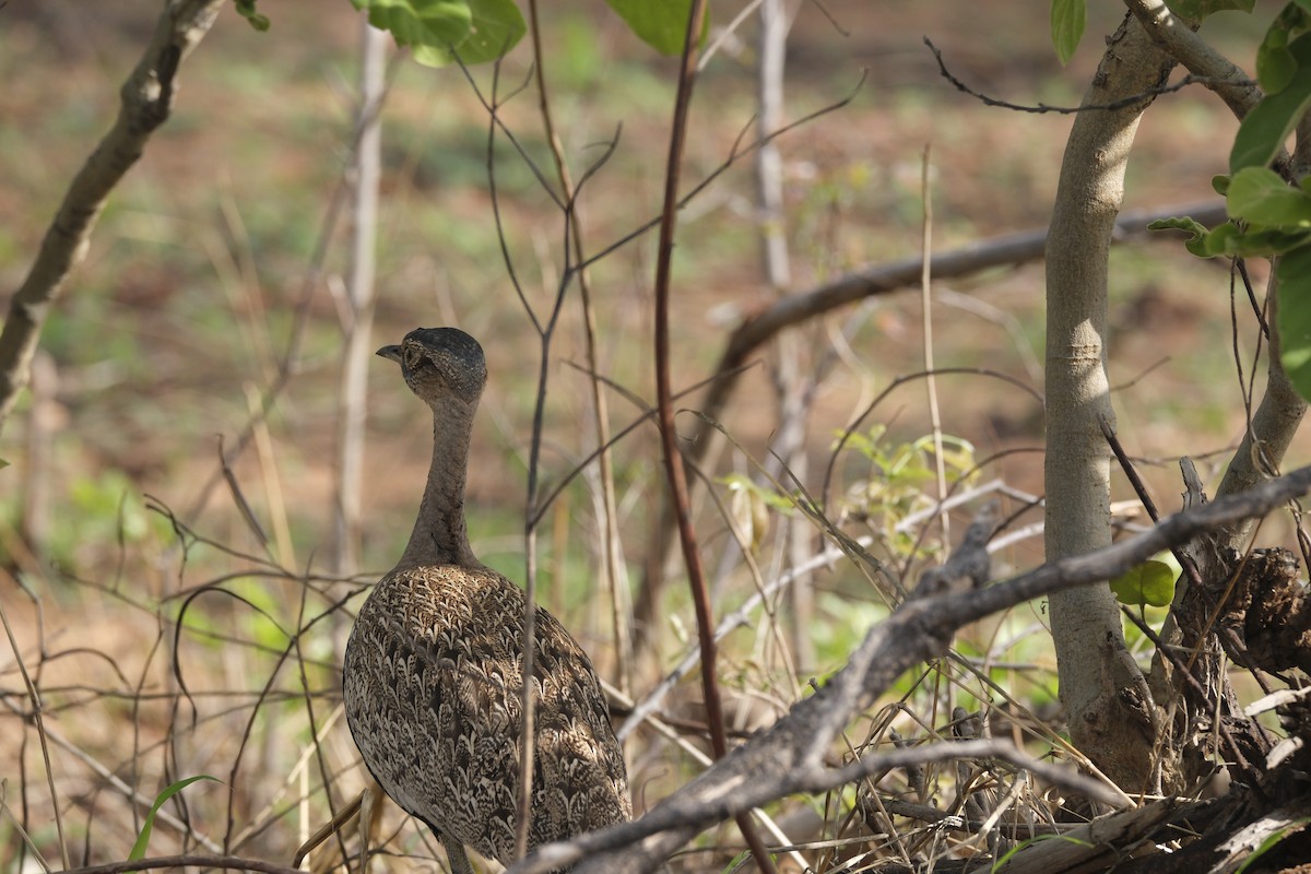 Red-crested Bustard - ML645770651