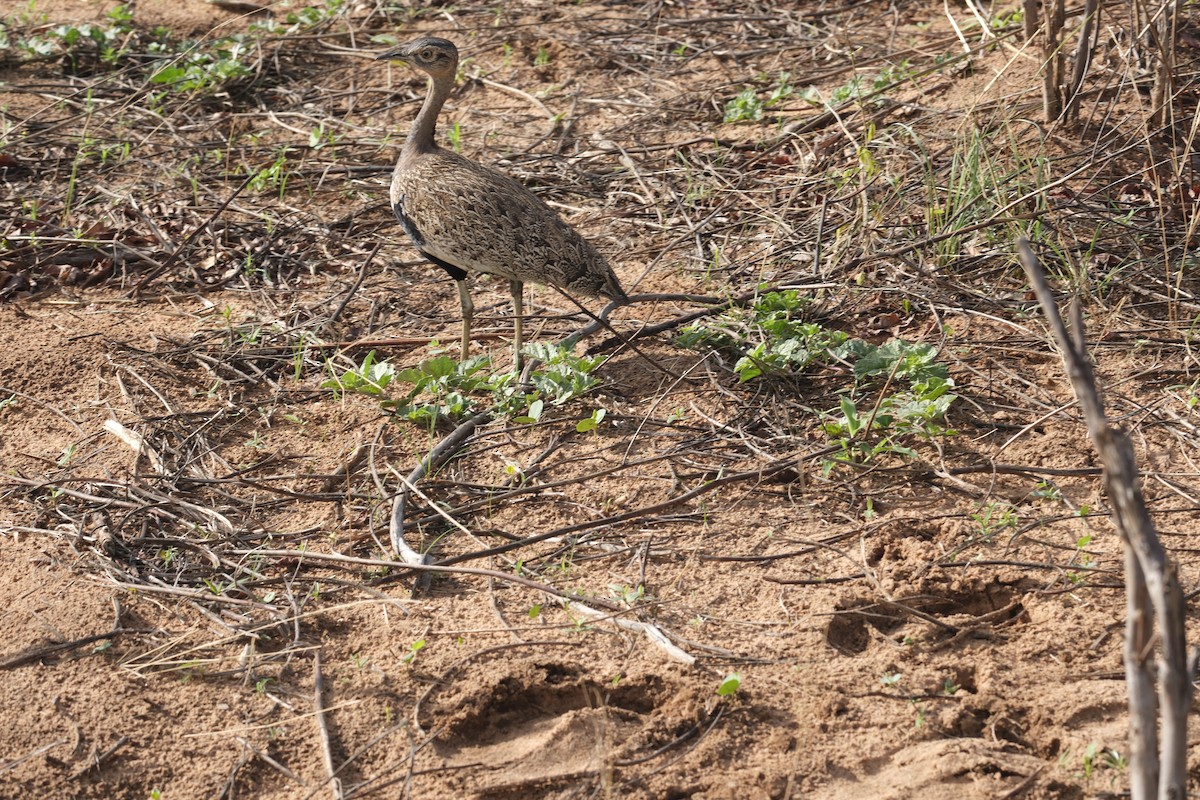 Red-crested Bustard - ML645770652