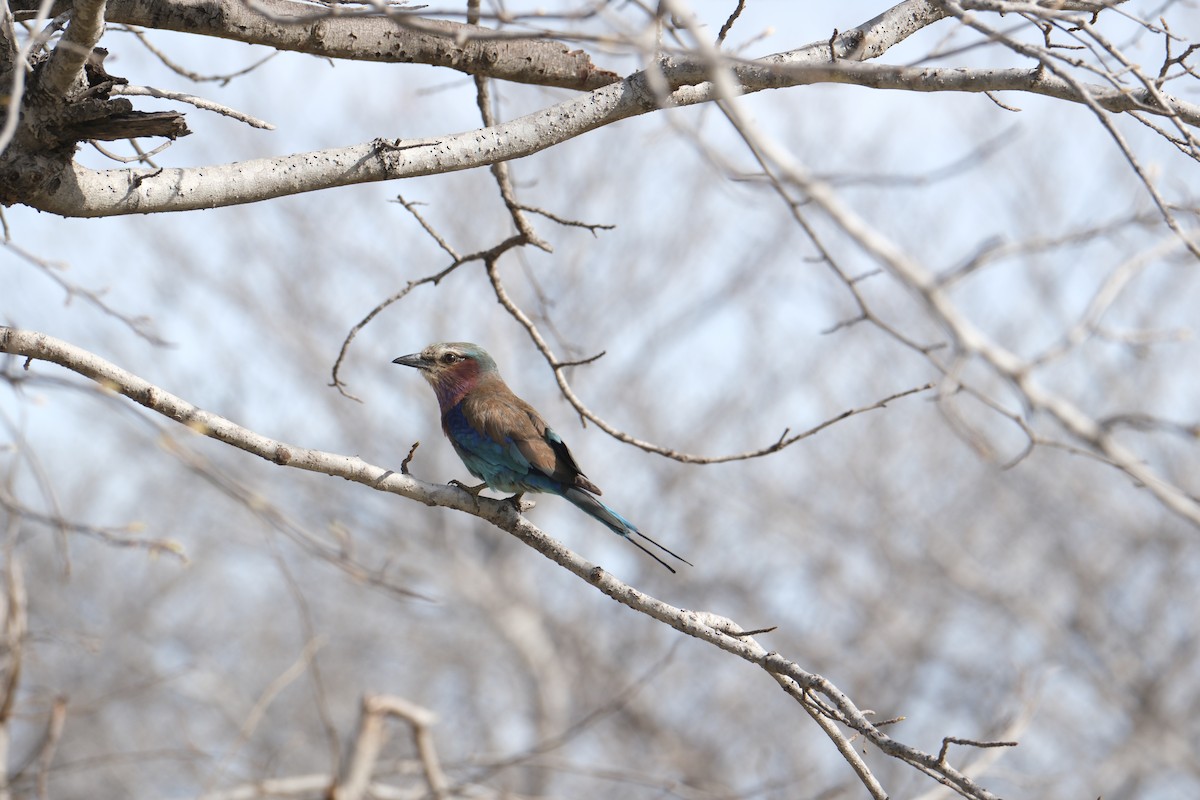 Lilac-breasted Roller - ML645770654