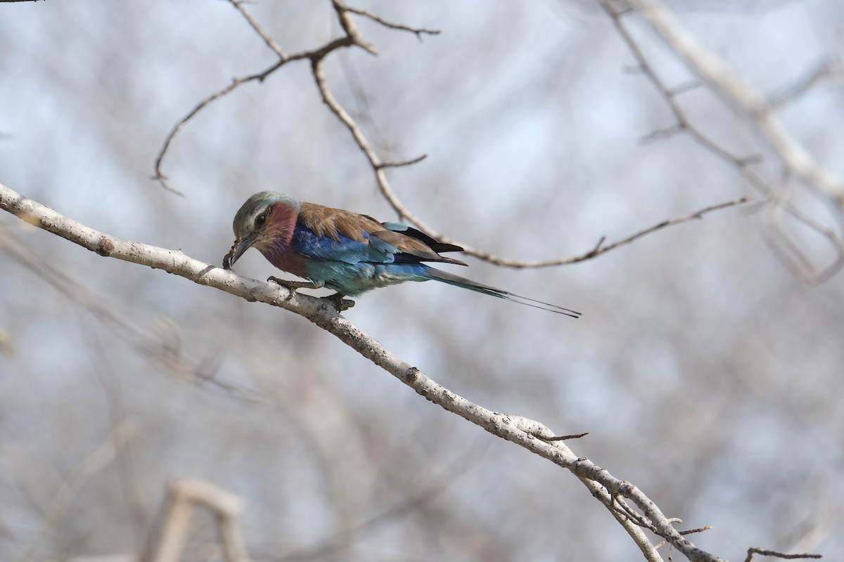 Lilac-breasted Roller - ML645770655