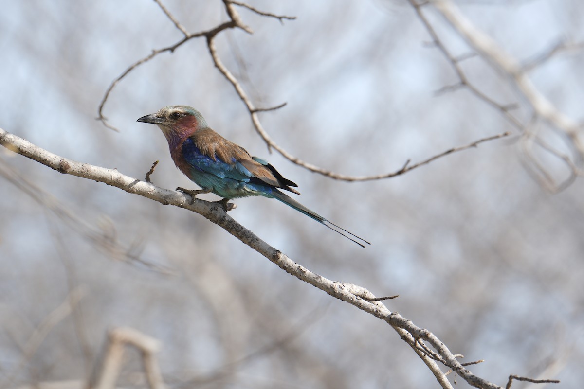 Lilac-breasted Roller - ML645770656