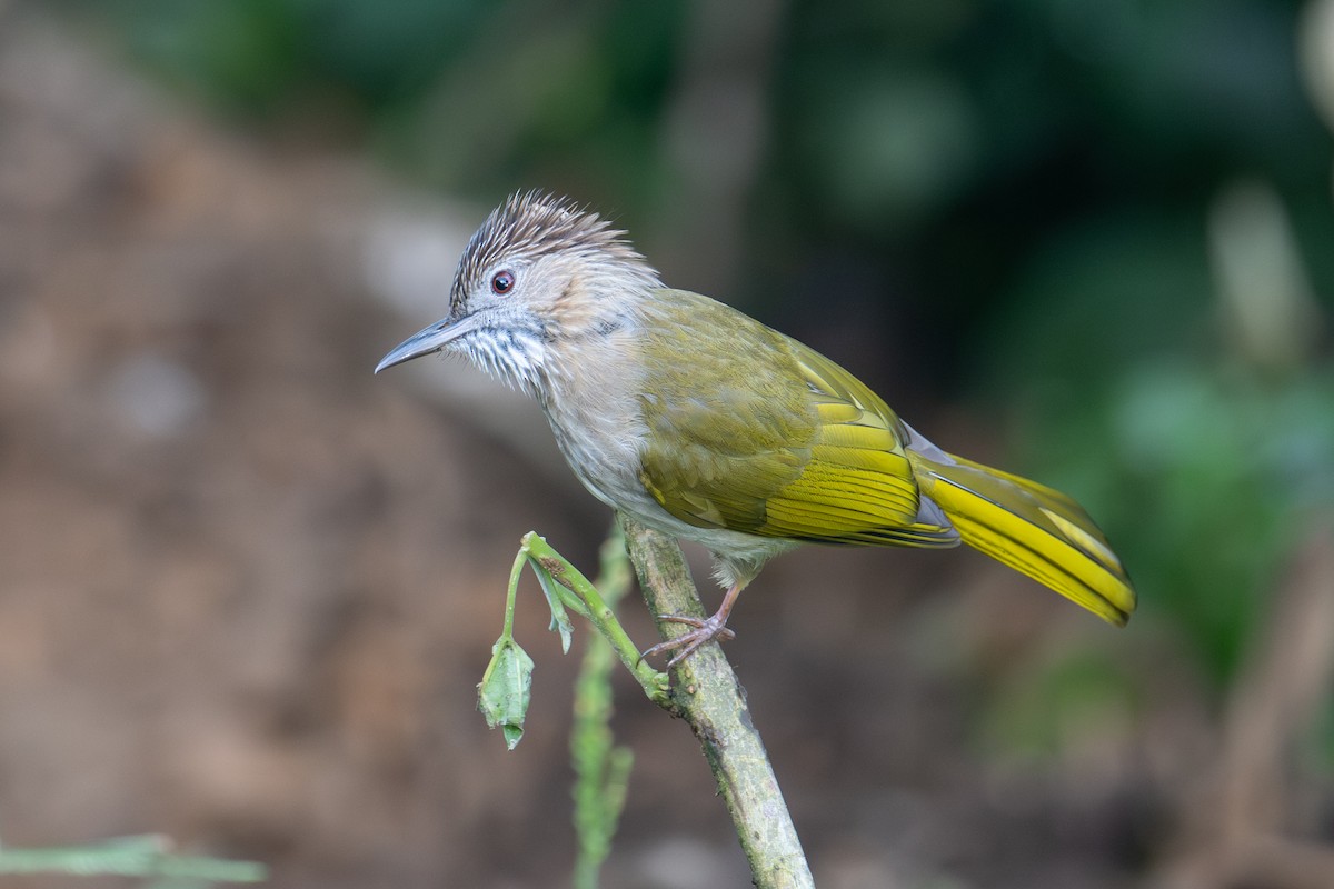 Mountain Bulbul - ML645770658