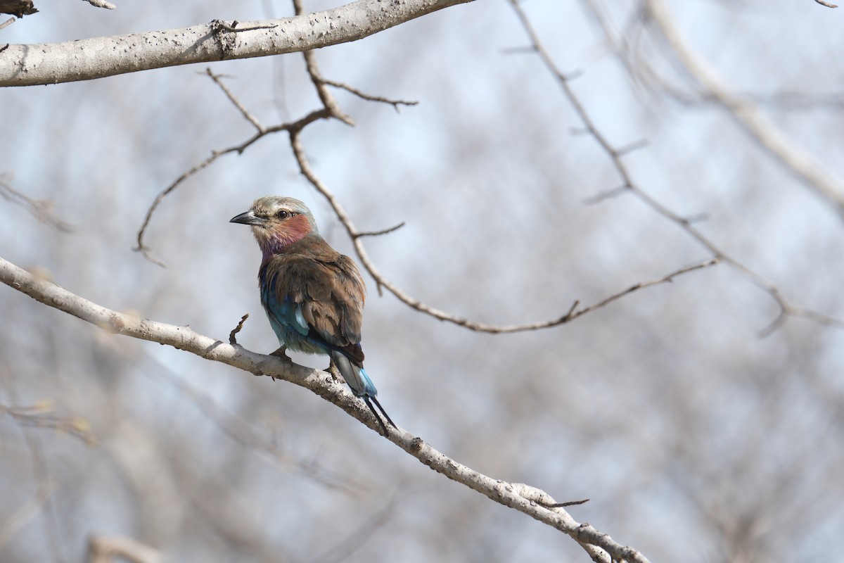 Lilac-breasted Roller - ML645770659