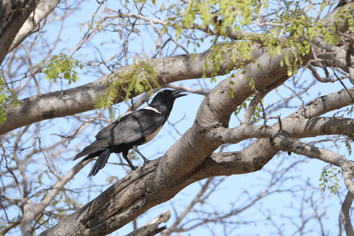 Pied Crow - ML645770662