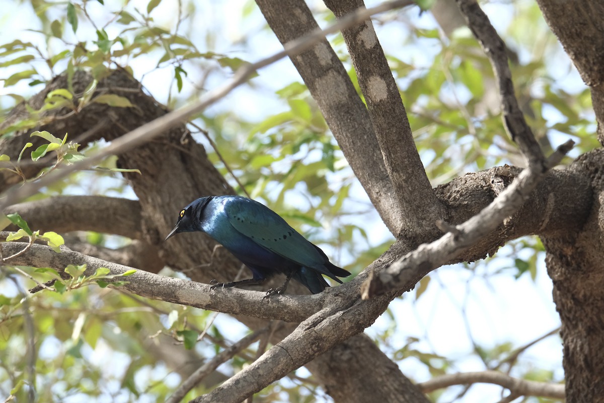 Greater Blue-eared Starling - ML645770663