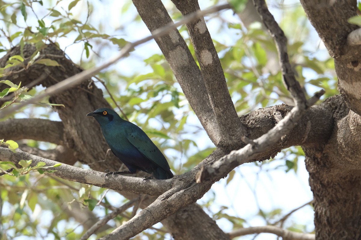 Greater Blue-eared Starling - ML645770664