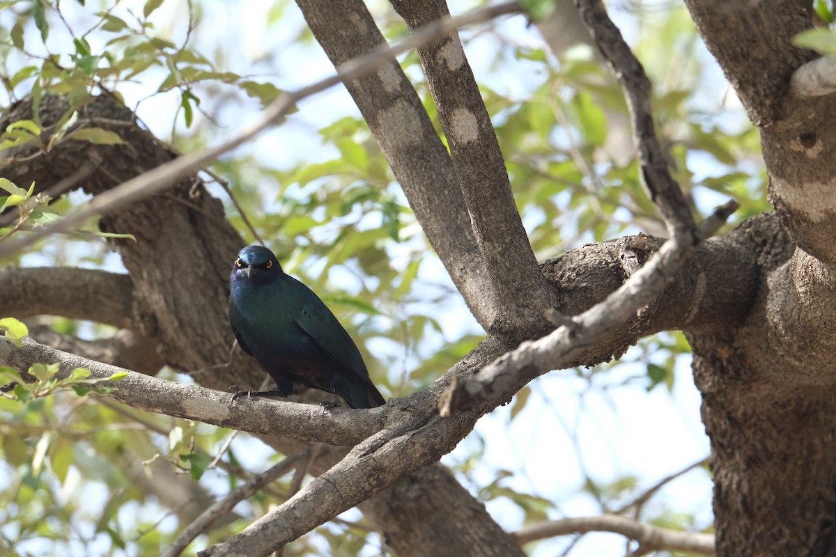 Greater Blue-eared Starling - ML645770665