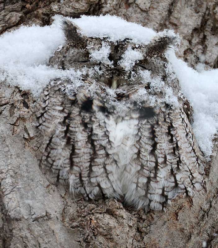 Eastern Screech-Owl - ML645770668