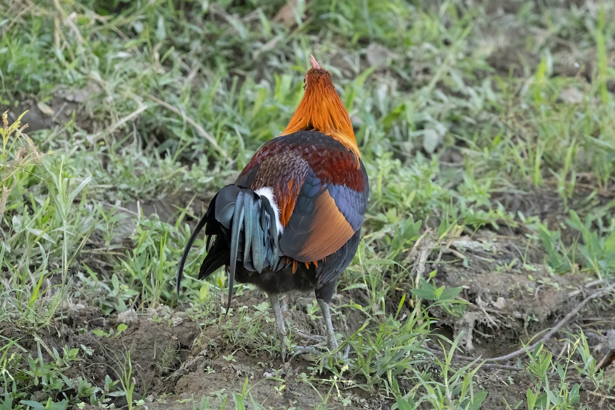 Red Junglefowl - Kalpesh Krishna