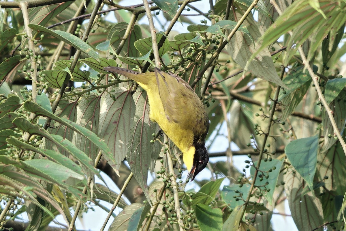 Black-capped Bulbul - ML645770680