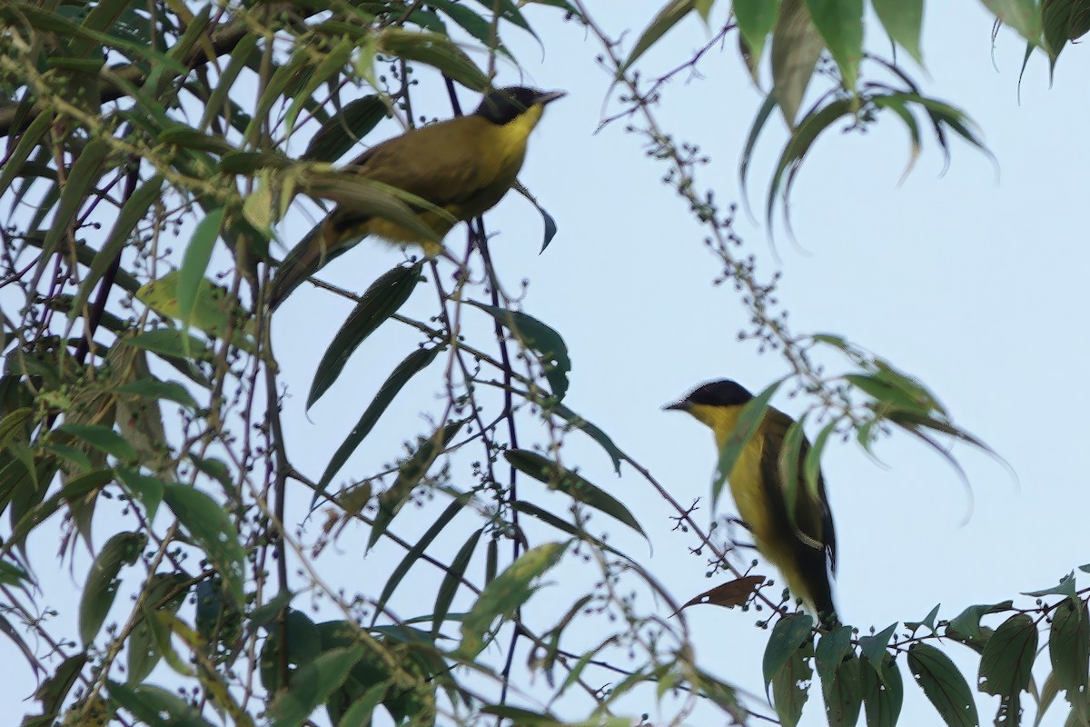 Black-capped Bulbul - ML645770684