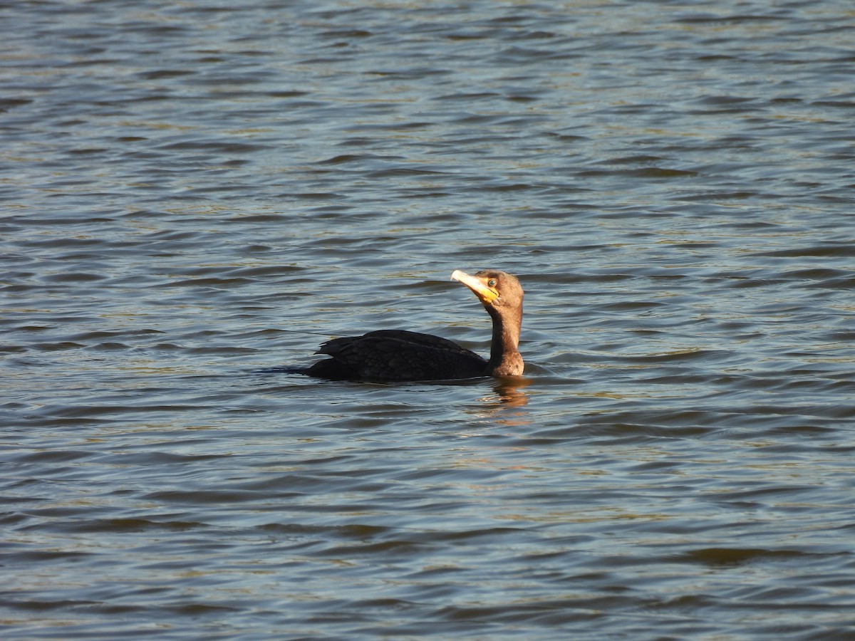 Double-crested Cormorant - ML645770686