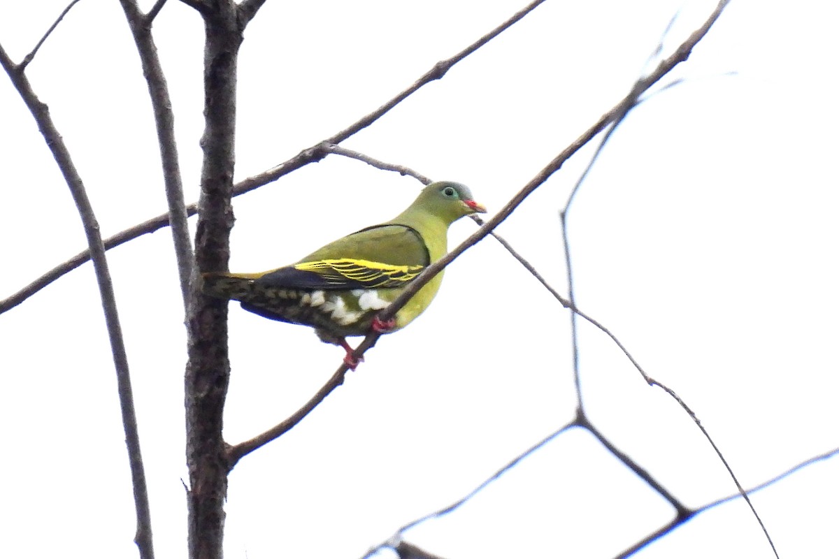 Kalın Gagalı Yeşil Güvercin - ML645770704