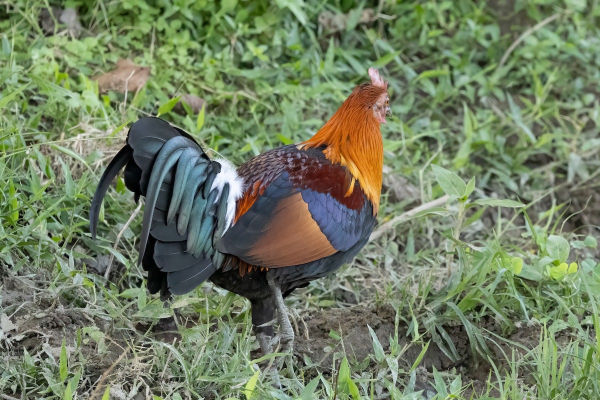 Red Junglefowl - Kalpesh Krishna