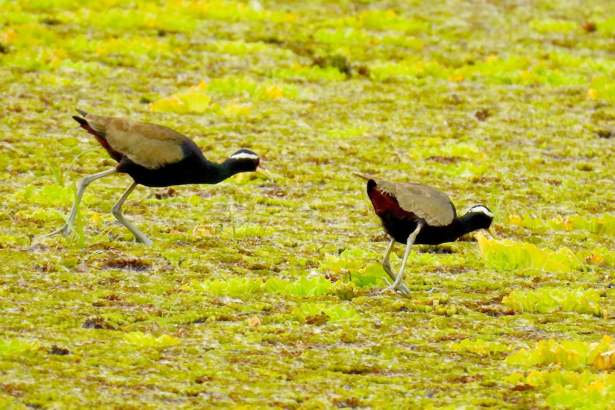 Бронзовокрылая якана - ML645770713