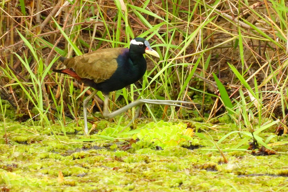 Бронзовокрылая якана - ML645770714