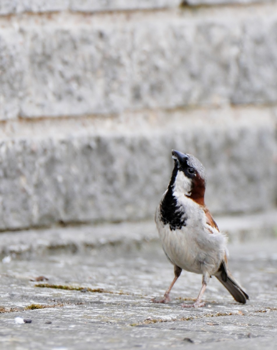 vrabec domácí - ML645770718