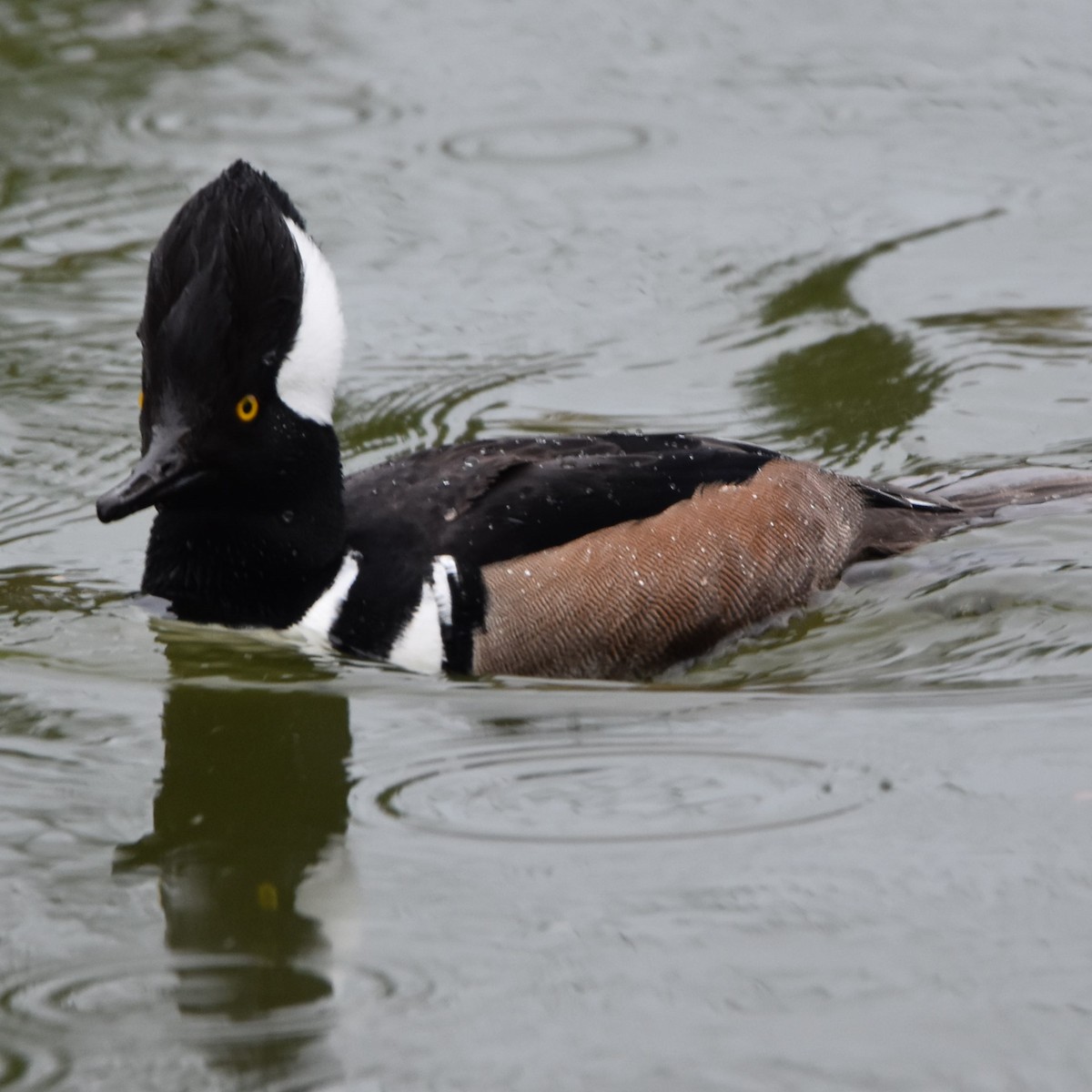 Serreta Capuchona - ML645770729