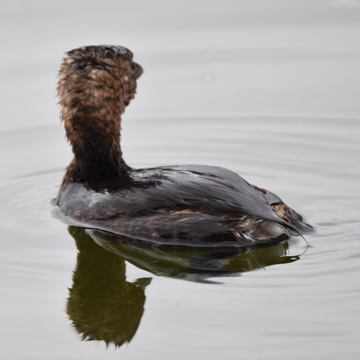 Zampullín Picogrueso - ML645770731