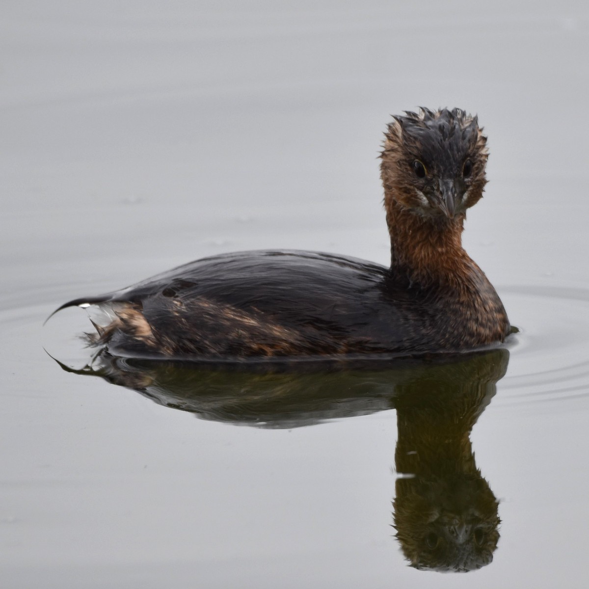 Zampullín Picogrueso - ML645770735