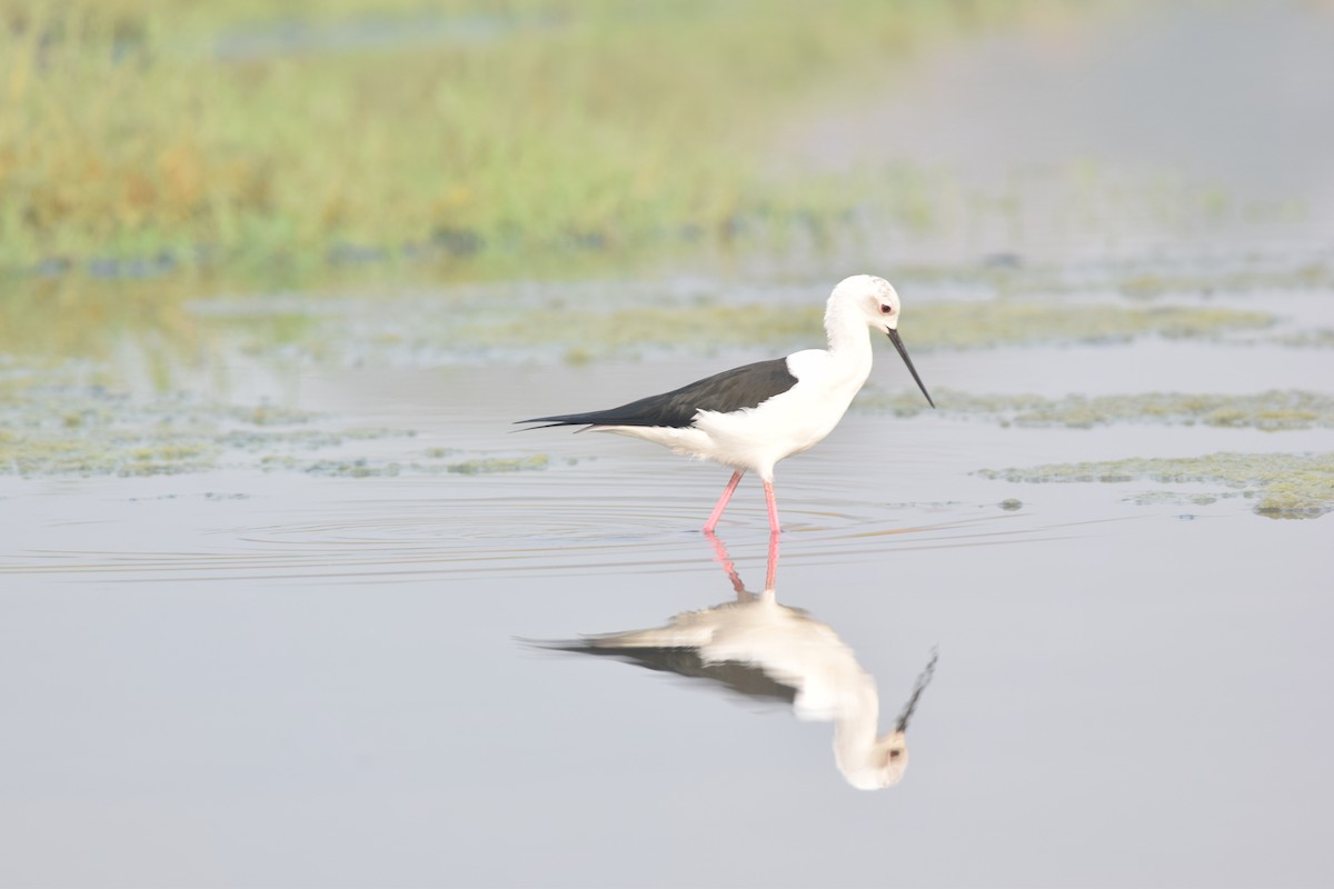 Black-winged Stilt - ML645770749