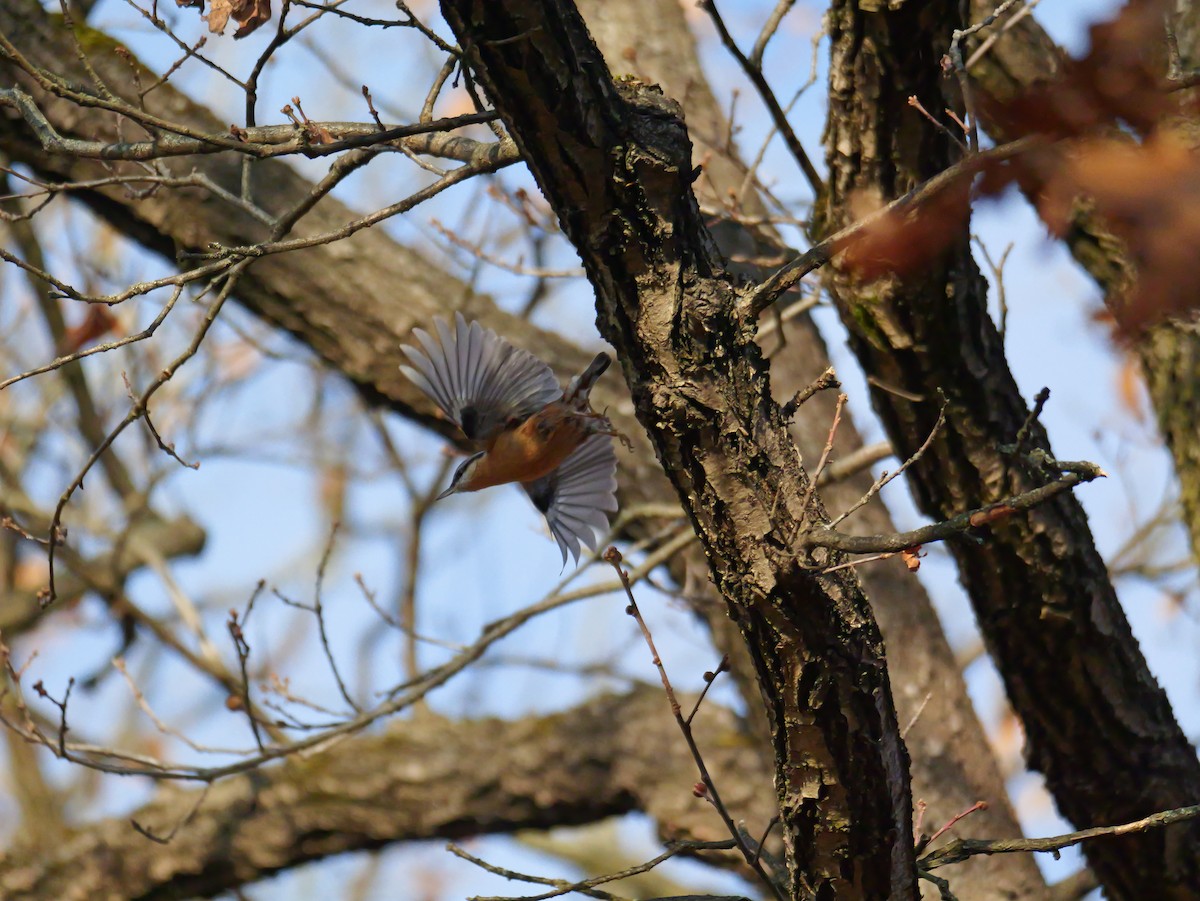 Повзик звичайний - ML645770751