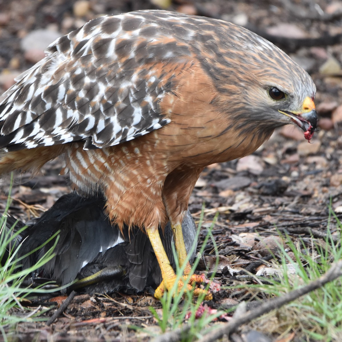 Busardo Pechirrojo - ML645770753