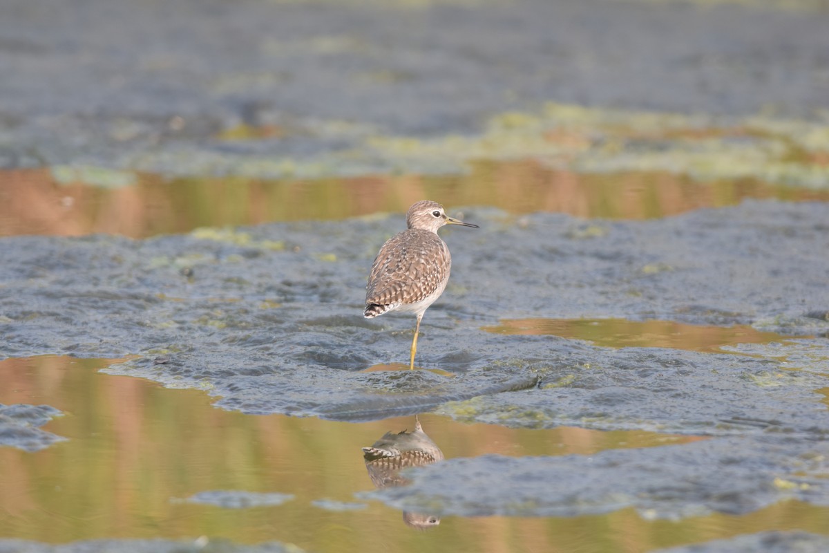 Wood Sandpiper - ML645770770