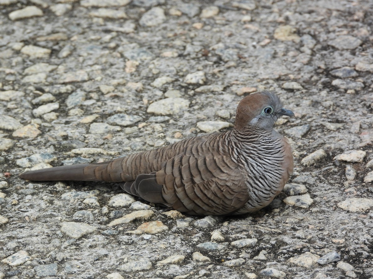 Zebra Dove - ML645770777