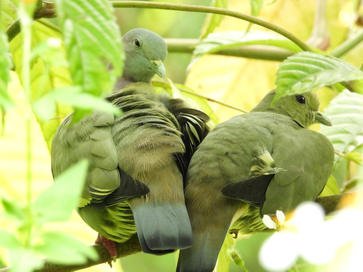 Pink-necked Green-Pigeon - ML645770779