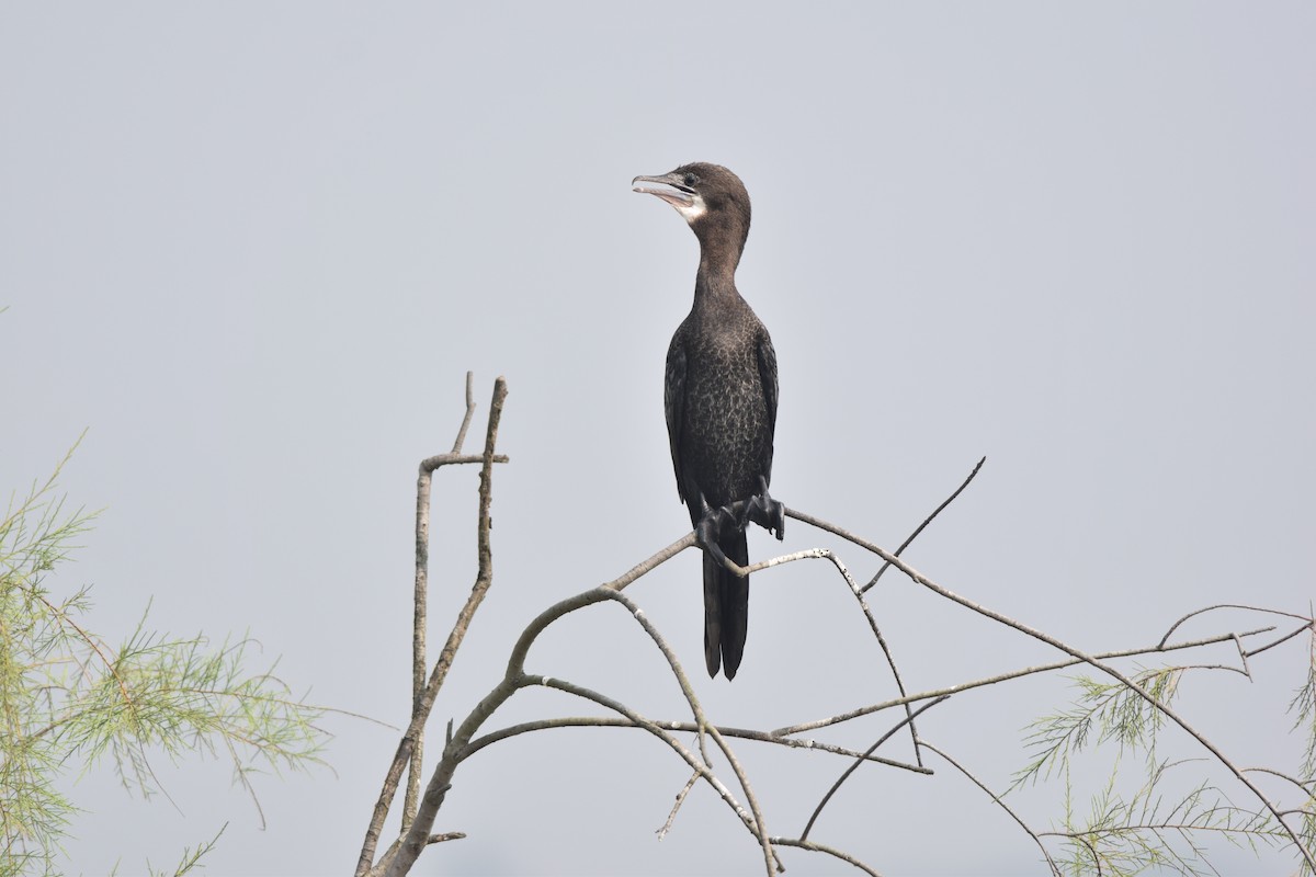 Indian Cormorant - ML645770781