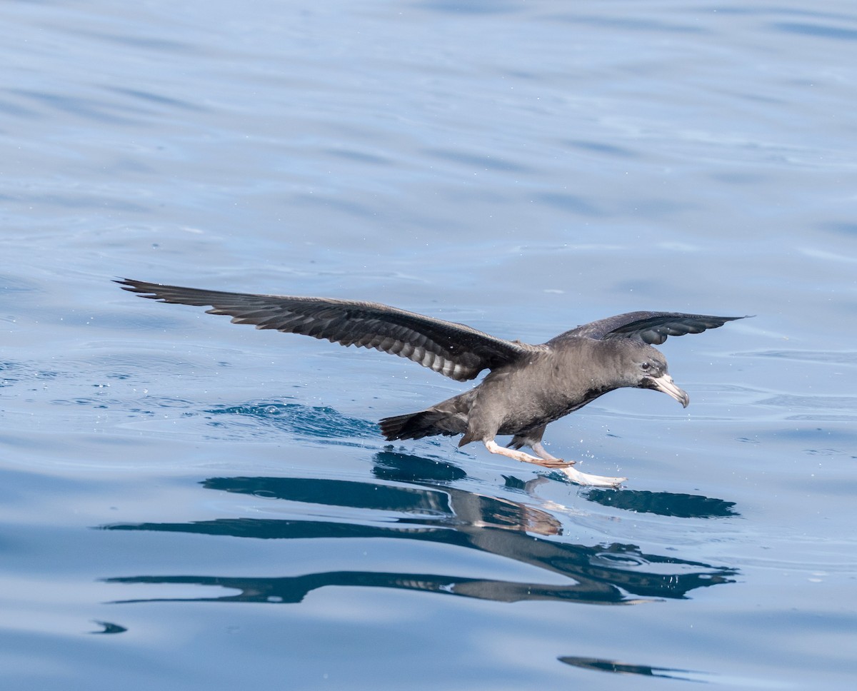 肉足水薙鳥 - ML645770783