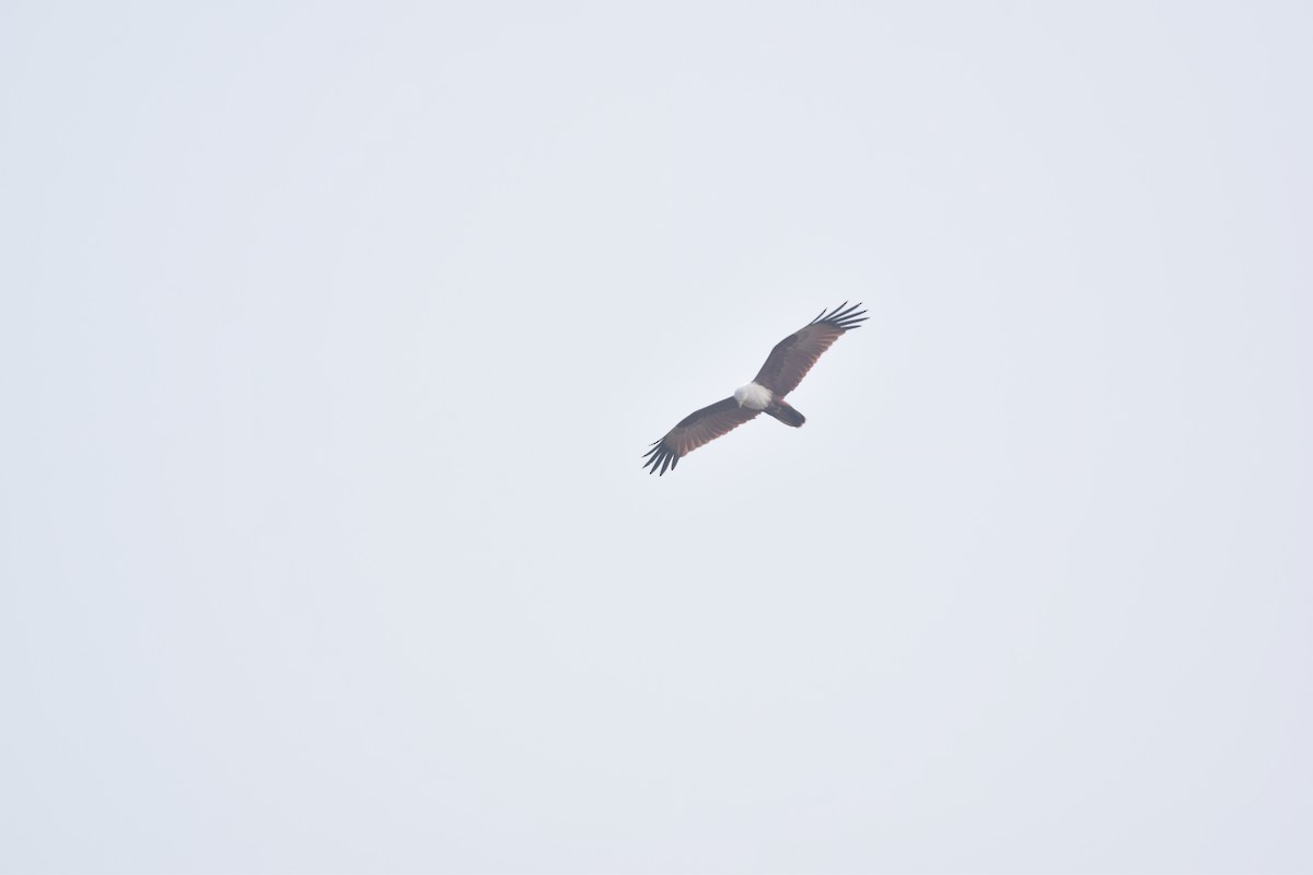 Brahminy Kite - ML645770785