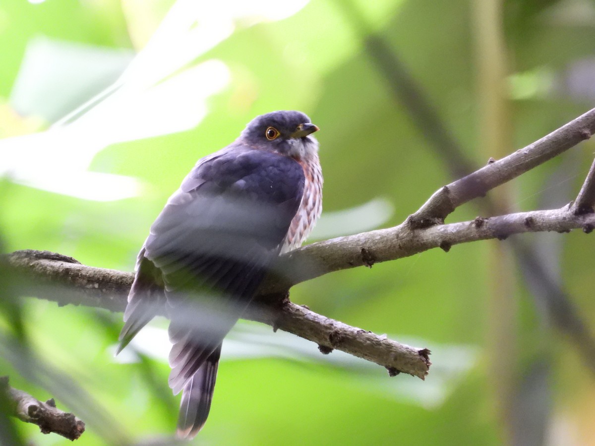 Hodgson's Hawk-Cuckoo - ML645770797