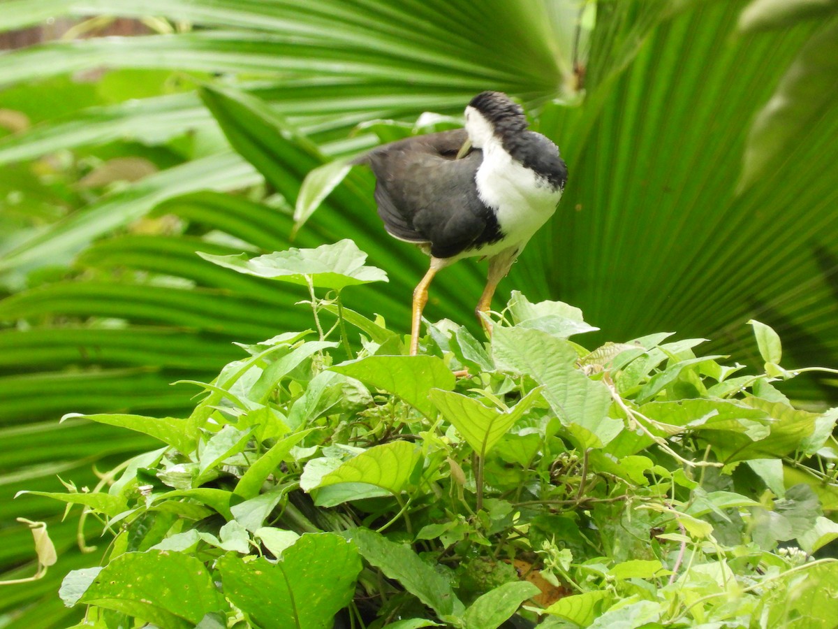 White-breasted Waterhen - ML645770798