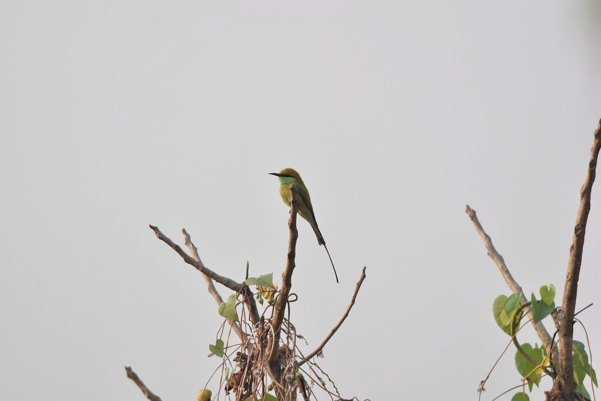 Asian Green Bee-eater - ML645770799